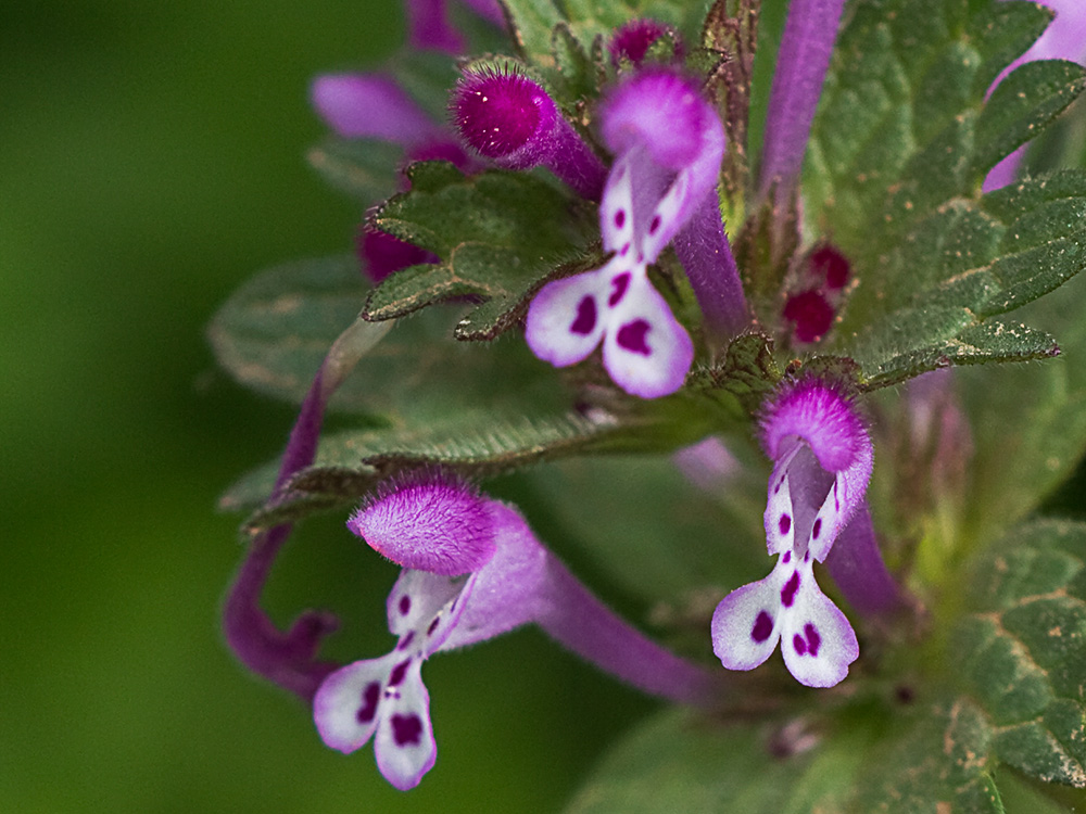 Lamium amplexicaule, conejitos