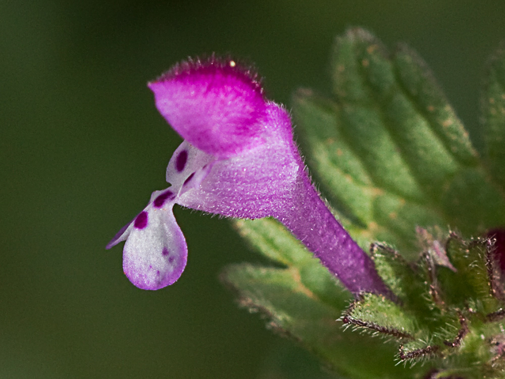 Lamium amplexicaule, conejitos