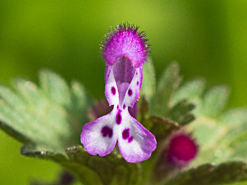 Lamium amplexicaule, conejitos