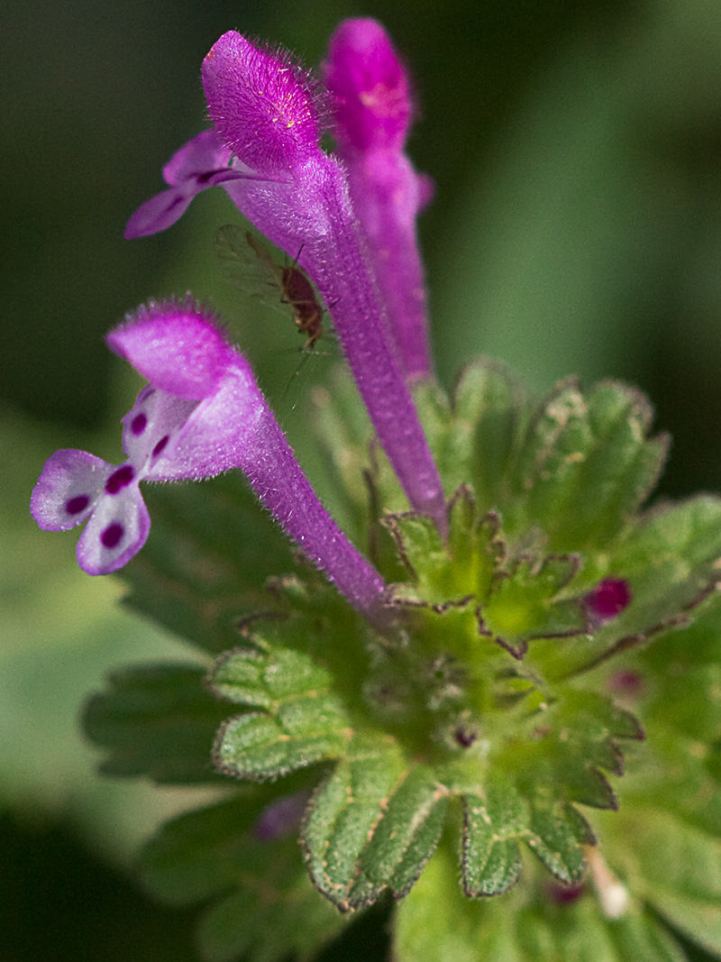 Lamium amplexicaule, conejitos