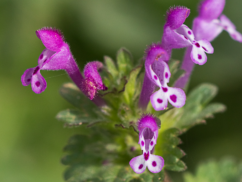 Lamium amplexicaule, conejitos