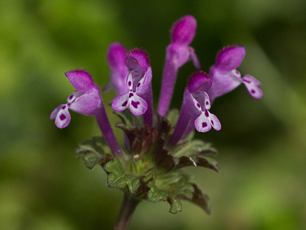 Lamium amplexicaule, conejitos