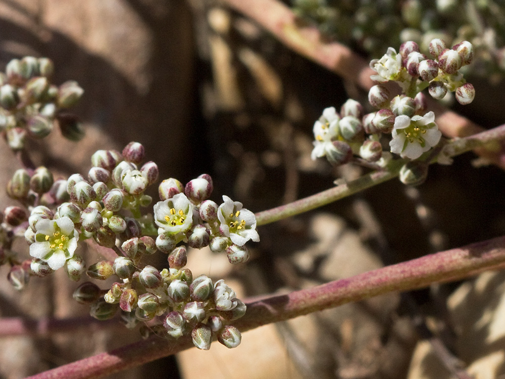 Correcaminos (Corrigiola telephiifolia Pourr.)