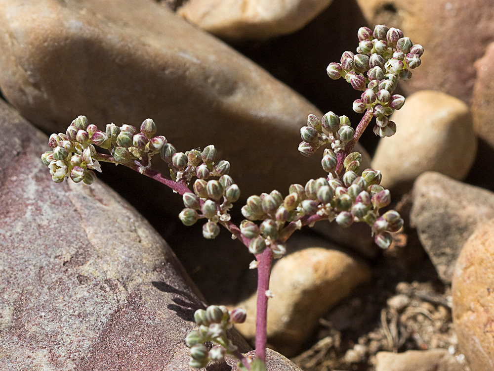 Correcaminos (Corrigiola telephiifolia Pourr.)