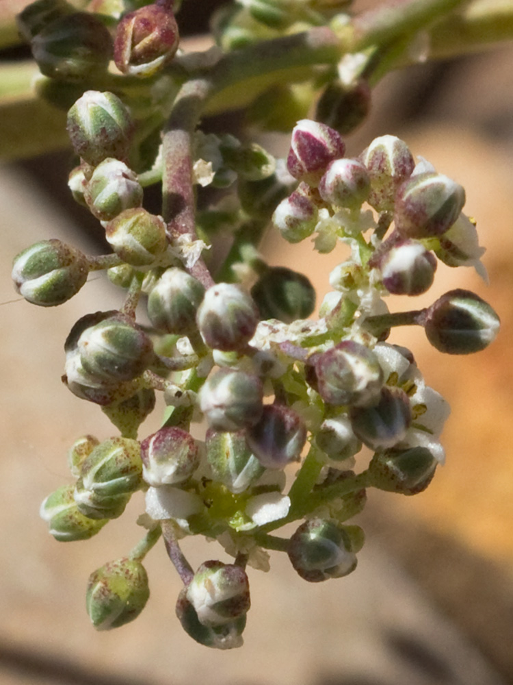 Correcaminos (Corrigiola telephiifolia Pourr.)