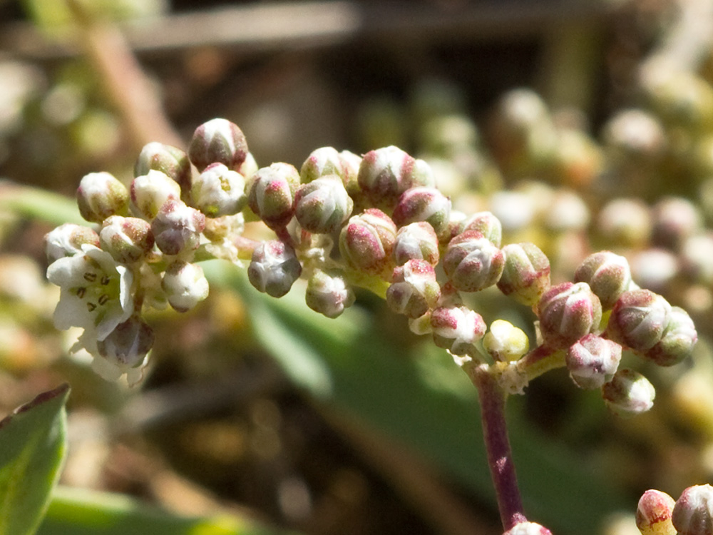 Correcaminos (Corrigiola telephiifolia Pourr.)