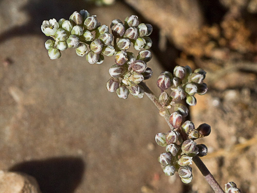 Correcaminos (Corrigiola telephiifolia Pourr.)