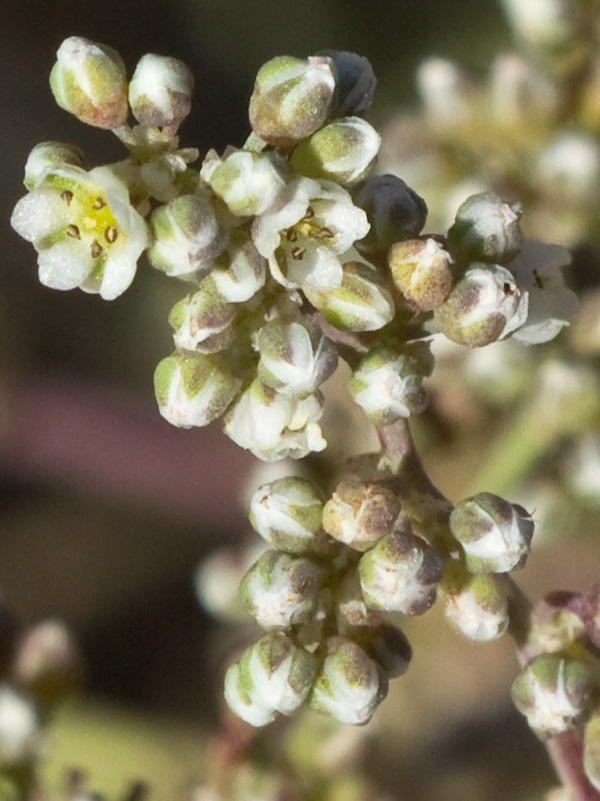 Correcaminos (Corrigiola telephiifolia Pourr.)