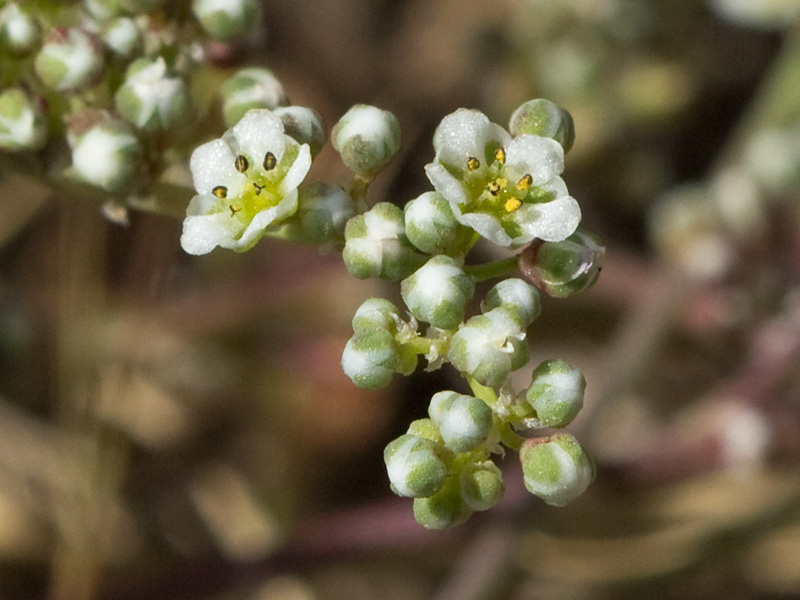 Correcaminos (Corrigiola telephiifolia Pourr.)