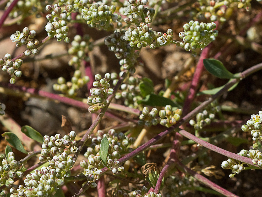 Correcaminos (Corrigiola telephiifolia Pourr.)