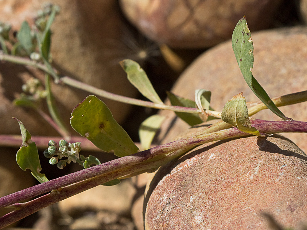 Correcaminos (Corrigiola telephiifolia Pourr.)
