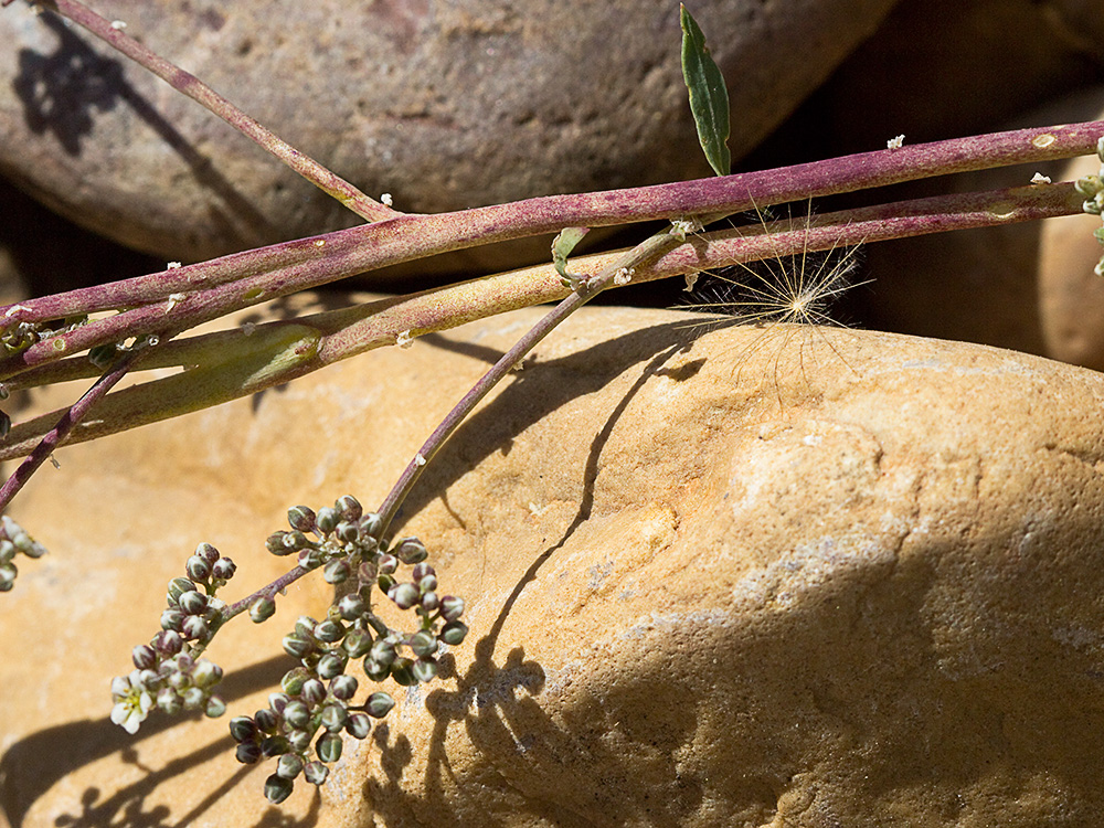 Correcaminos (Corrigiola telephiifolia Pourr.)