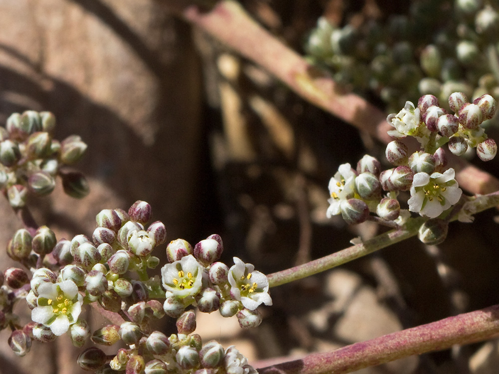 Correcaminos (Corrigiola telephiifolia Pourr.)