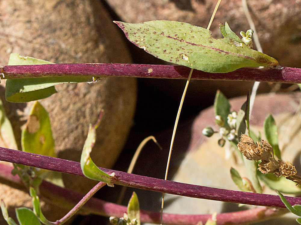 Correcaminos (Corrigiola telephiifolia Pourr.)