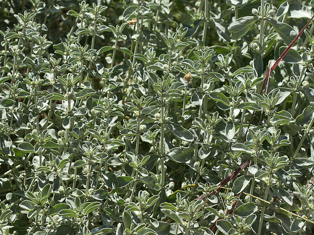 Mata de la Criadillas de ratón (Mercurialis tomentosa L.)