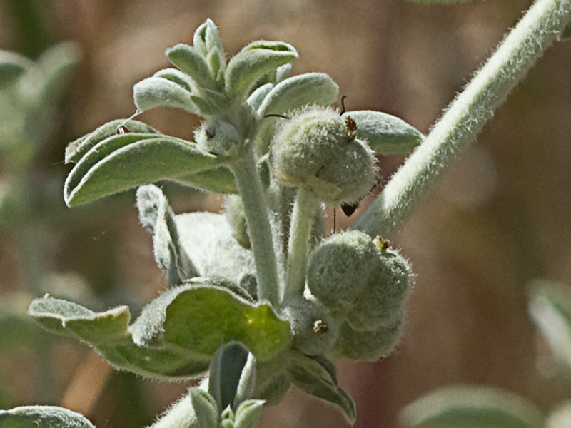 Mata de la Criadillas de ratón (Mercurialis tomentosa L.)