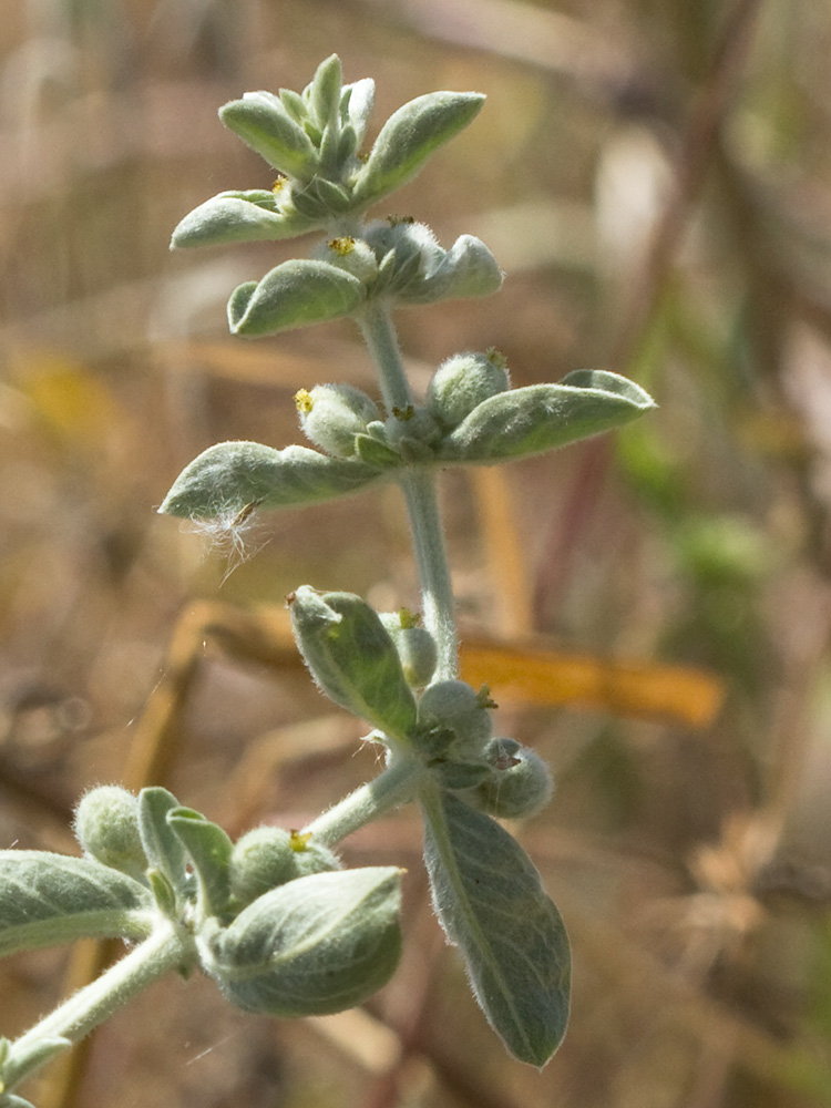 Mata de la Criadillas de ratón (Mercurialis tomentosa L.)