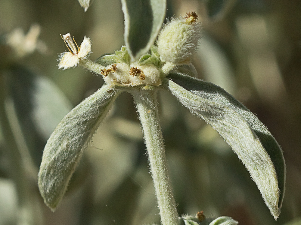 Mata de la Criadillas de ratón (Mercurialis tomentosa L.)