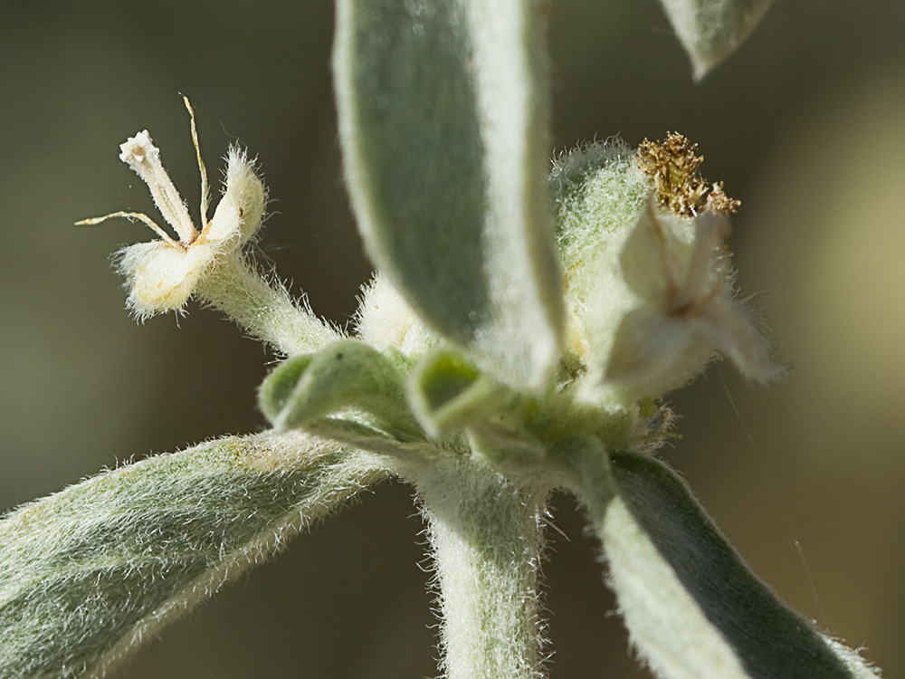 Mata de la Criadillas de ratón (Mercurialis tomentosa L.)