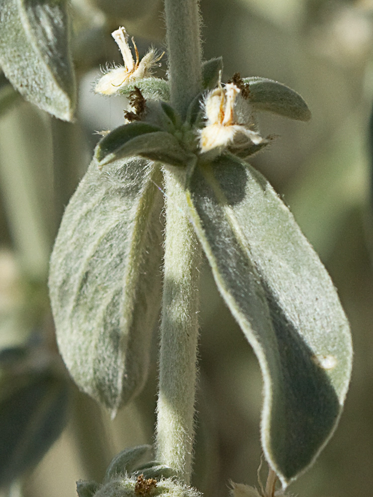 Mata de la Criadillas de ratón (Mercurialis tomentosa L.)
