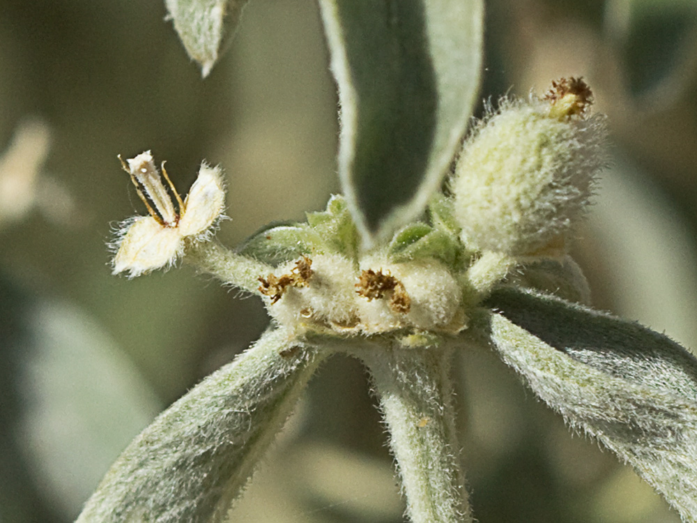 Mata de la Criadillas de ratón (Mercurialis tomentosa L.)