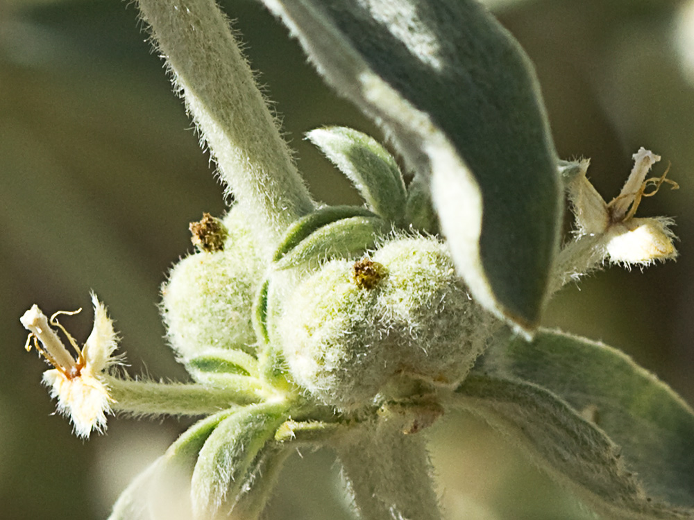 Mata de la Criadillas de ratón (Mercurialis tomentosa L.)