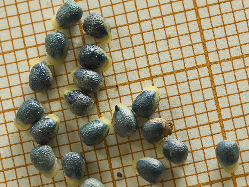Semillas de la Criadillas de ratón (Mercurialis tomentosa L.)