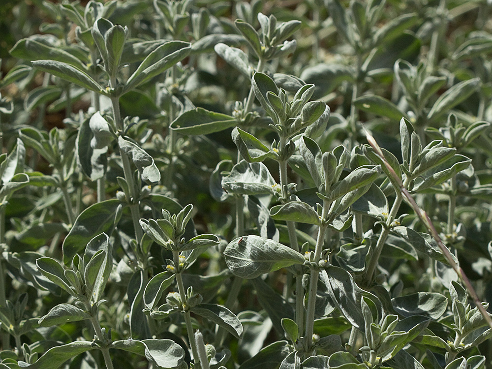 Mata de la Criadillas de ratón (Mercurialis tomentosa L.)