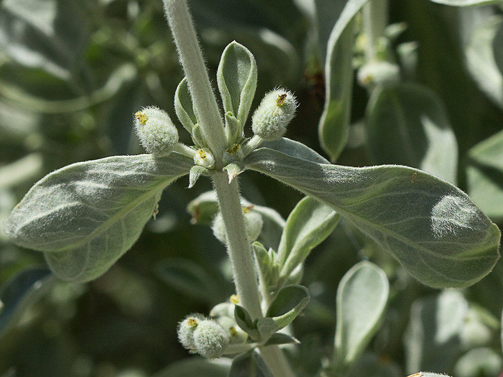 Mata de la Criadillas de ratón (Mercurialis tomentosa L.)