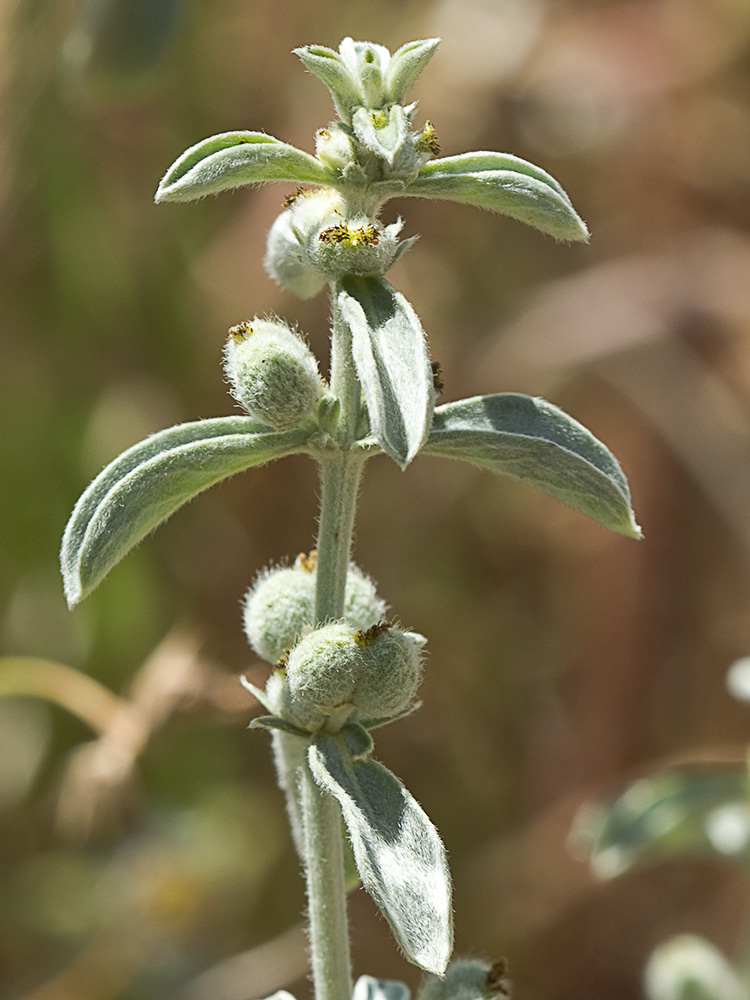 Mata de la Criadillas de ratón (Mercurialis tomentosa L.)