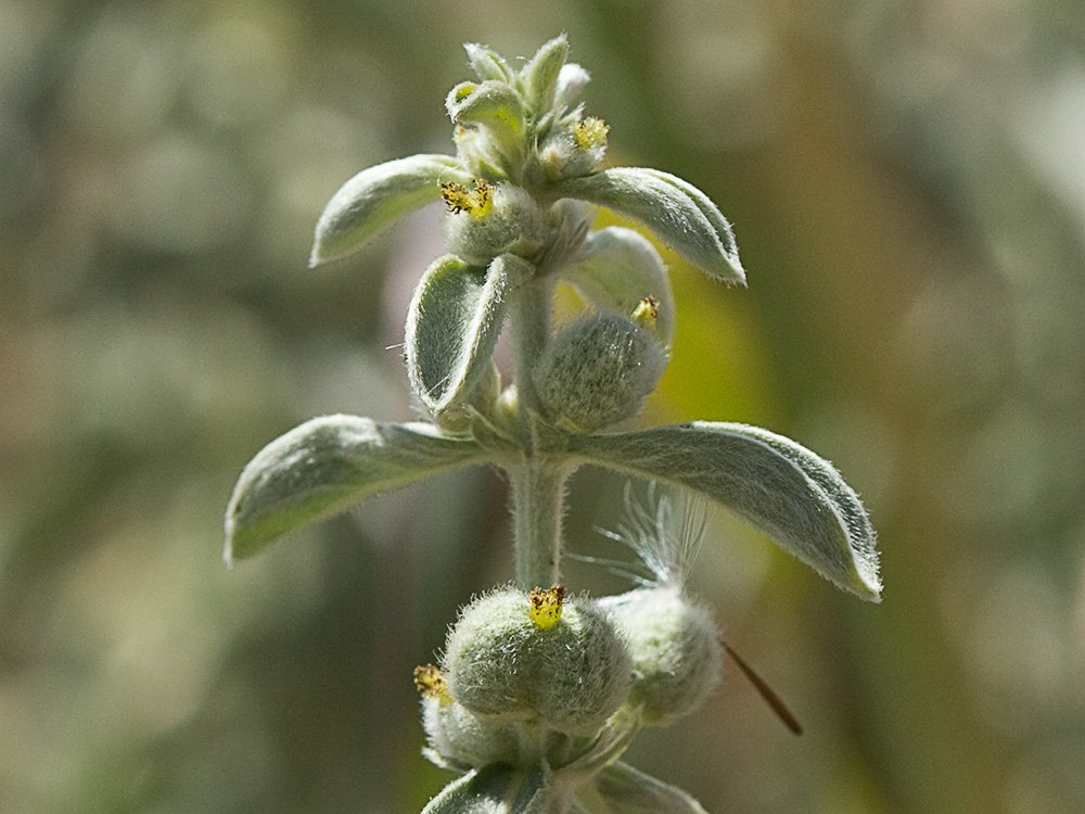 Mata de la Criadillas de ratón (Mercurialis tomentosa L.)