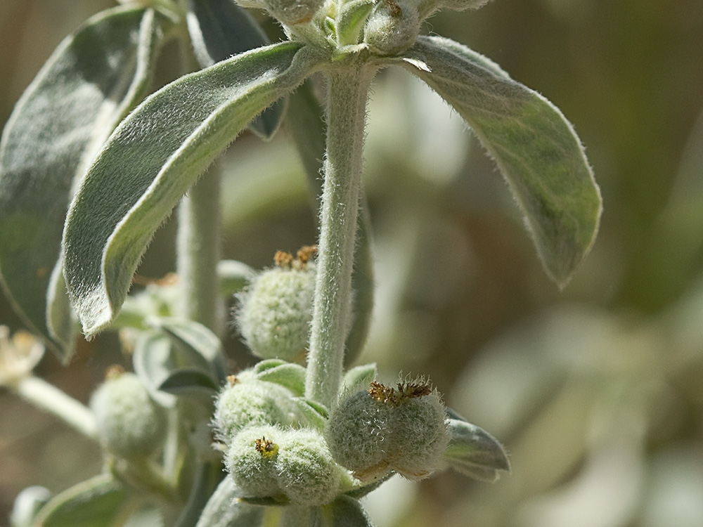 Mata de la Criadillas de ratón (Mercurialis tomentosa L.)