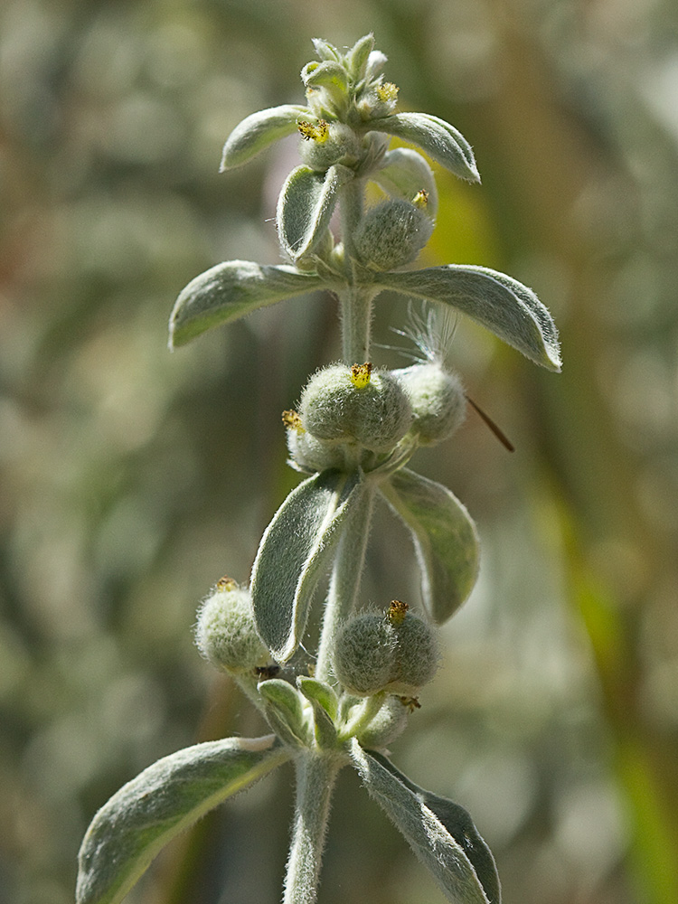 Mata de la Criadillas de ratón (Mercurialis tomentosa L.)