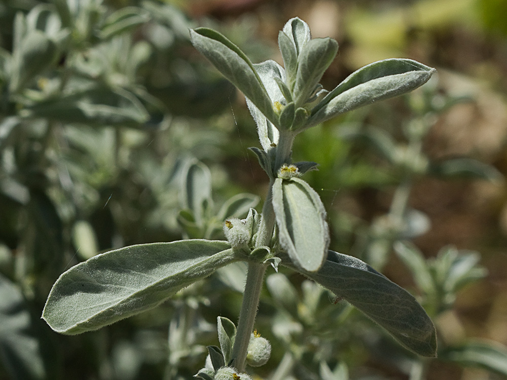 Mata de la Criadillas de ratón (Mercurialis tomentosa L.)