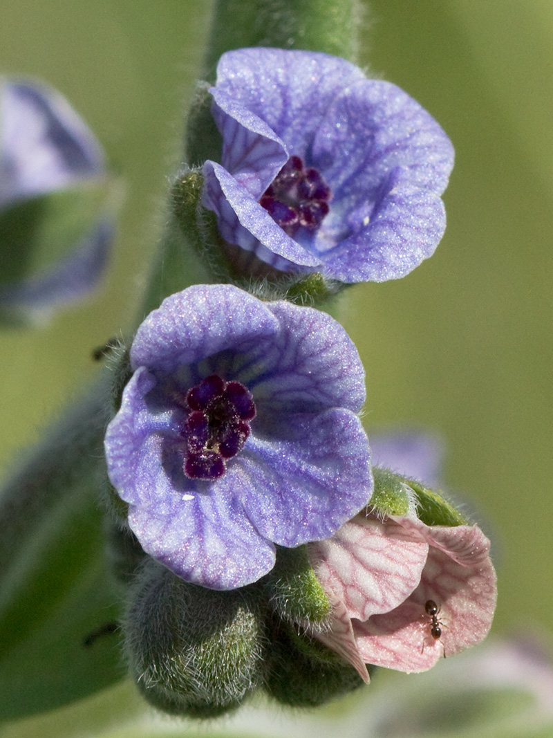 Inflorescencia de la Lengua de Perro (Cynoglossum creticum)