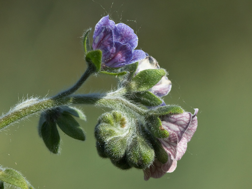 Inflorescencia de la Lengua de Perro (Cynoglossum creticum)