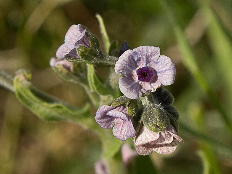 Inflorescencia de la Lengua de Perro (Cynoglossum creticum)