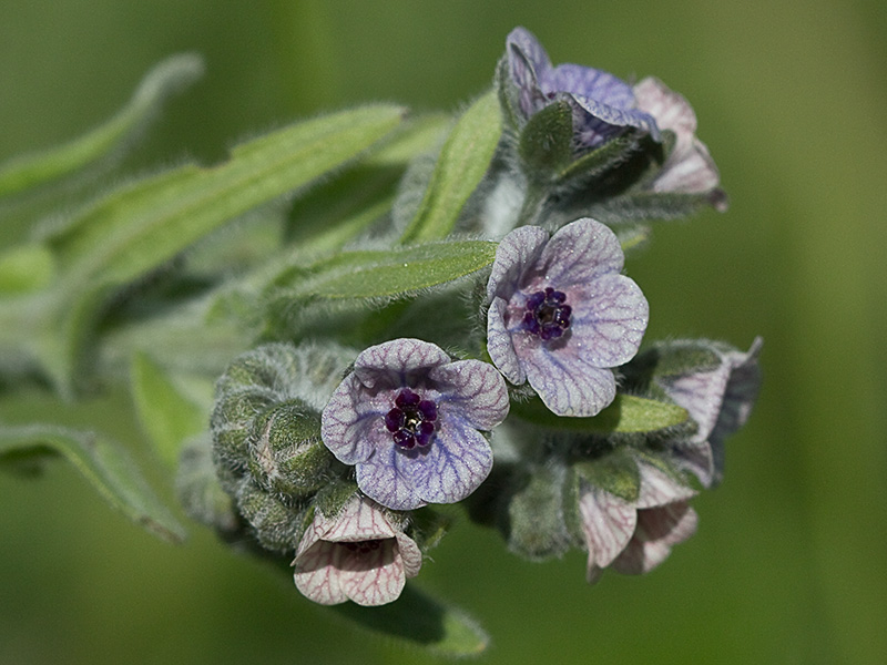 Inflorescencia de la Lengua de Perro (Cynoglossum creticum)