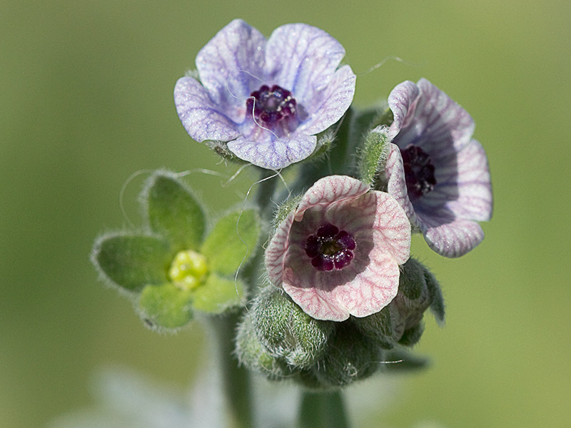 Inflorescencia de la Lengua de Perro (Cynoglossum creticum)