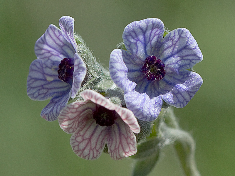 Inflorescencia de la Lengua de Perro (Cynoglossum creticum)