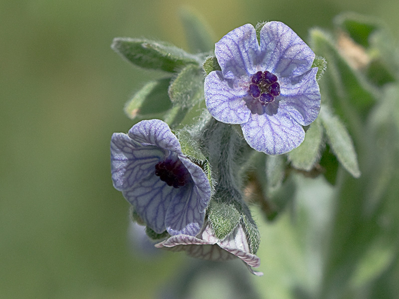 Inflorescencia de la Lengua de Perro (Cynoglossum creticum)