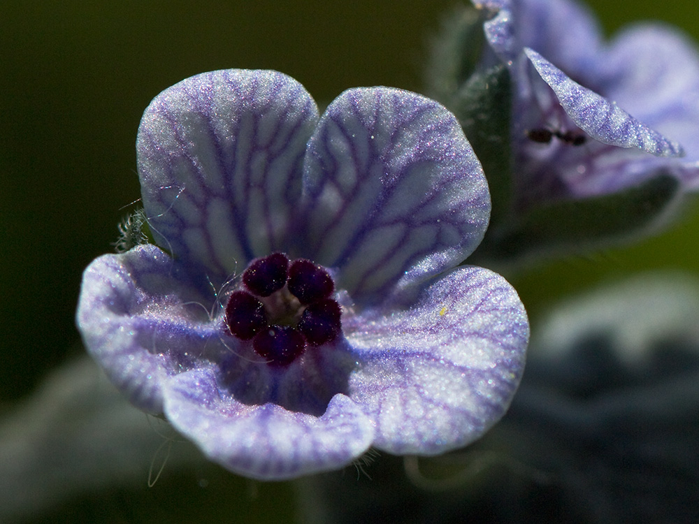 Inflorescencia de la Lengua de Perro (Cynoglossum creticum)