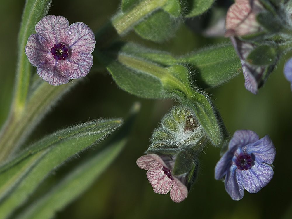 Inflorescencia de la Lengua de Perro (Cynoglossum creticum)