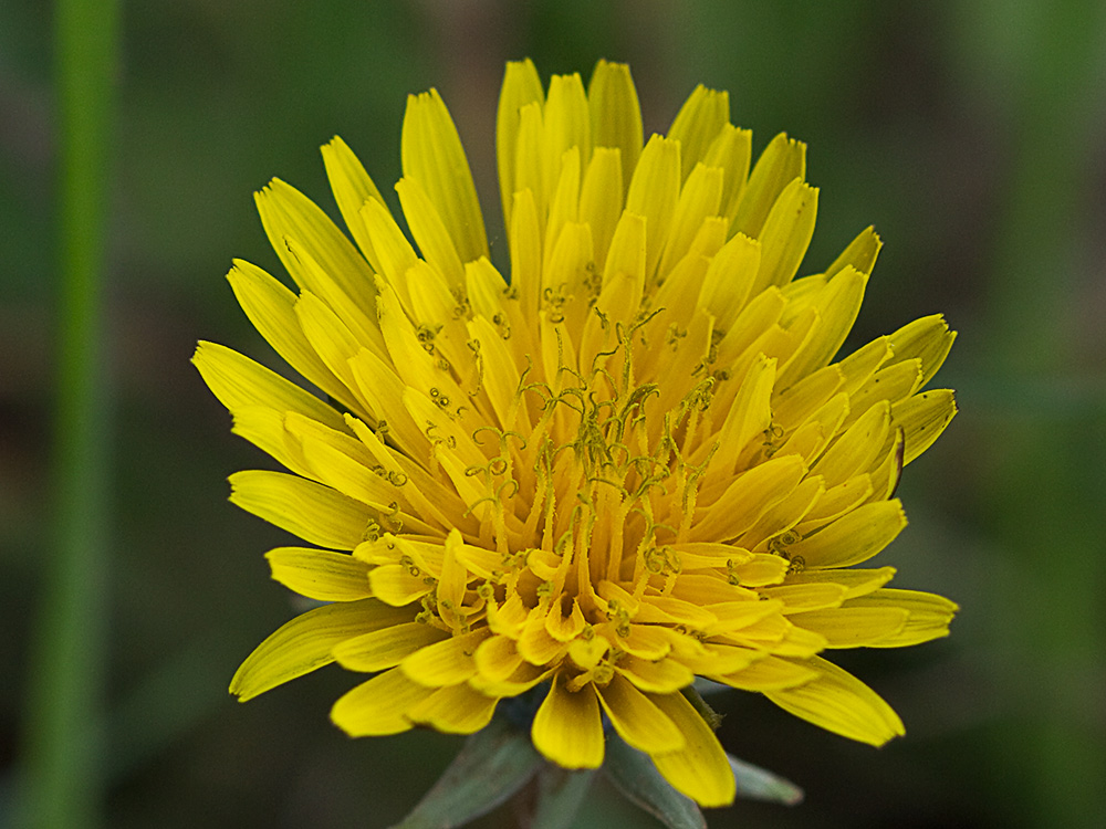 Flor de diente de león (Taraxacum officinale)