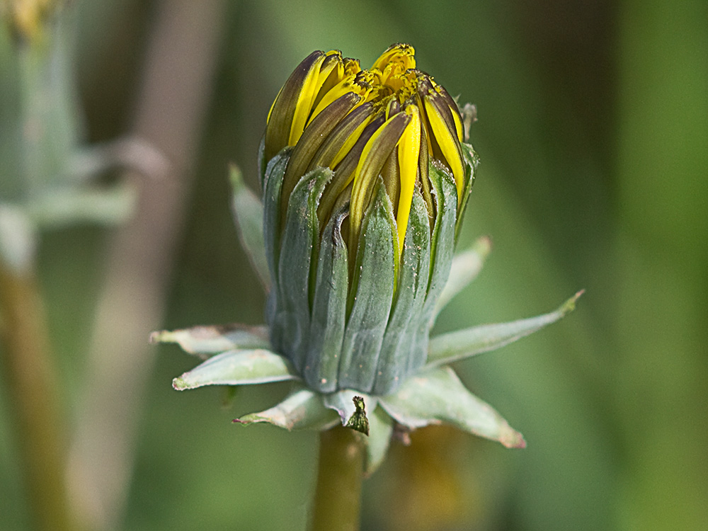Flor de diente de león (Taraxacum officinale)