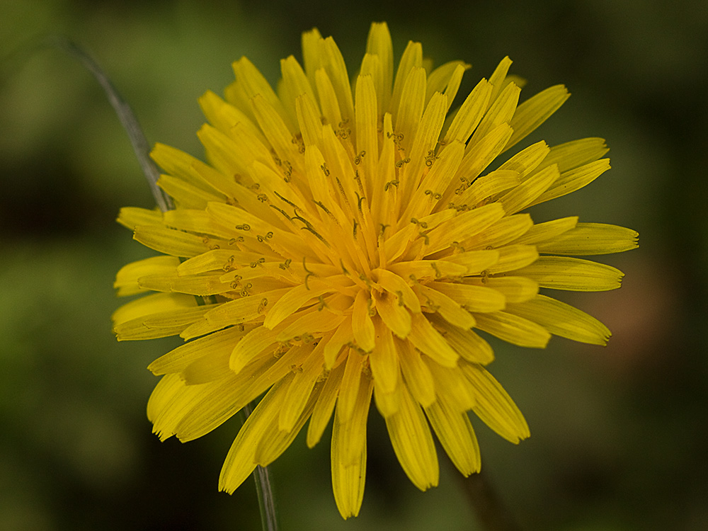 Flor de diente de león (Taraxacum officinale)