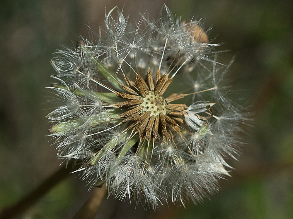 Flor de diente de león (Taraxacum officinale)