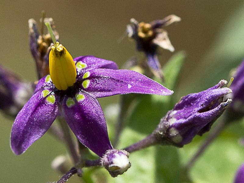 Dulcamara o matagallinas (Solanum dulcamara)