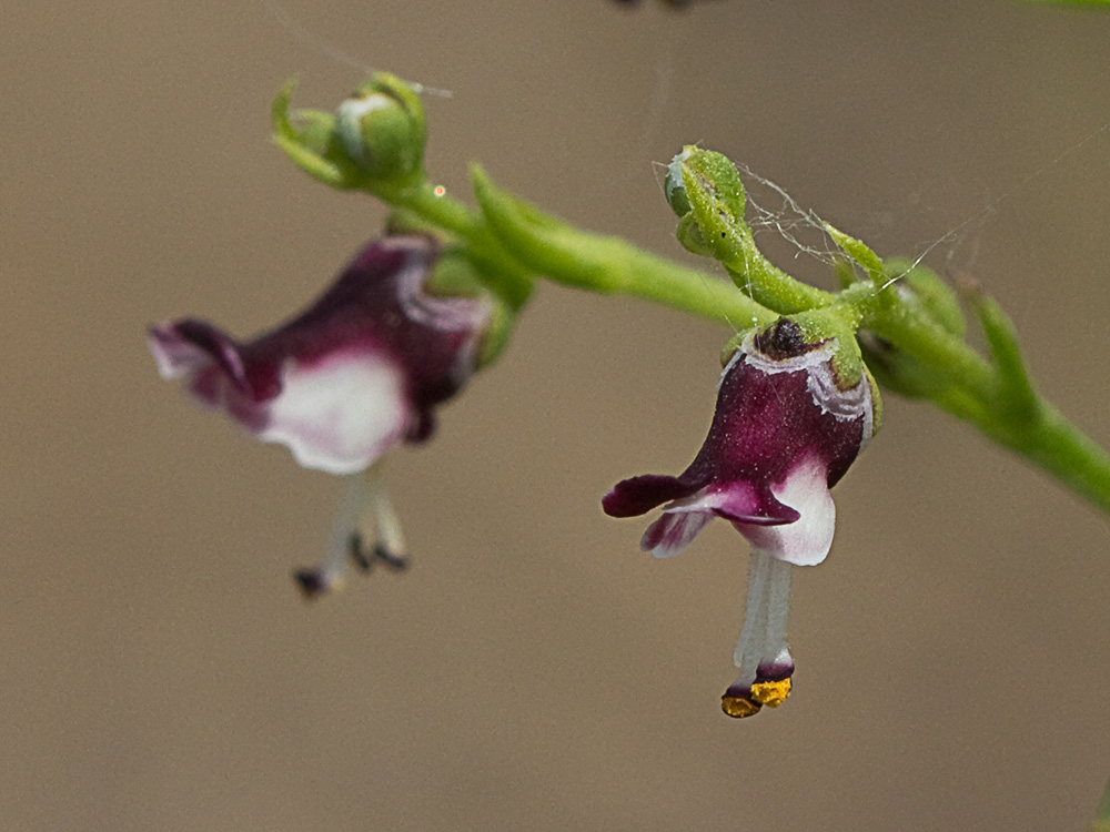 Escrofularia canina (Scrophularia canina)