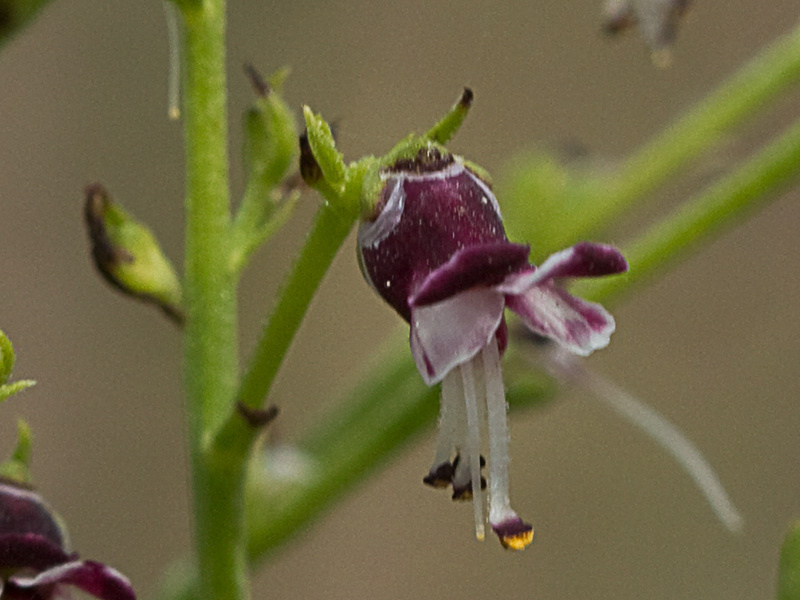 Escrofularia canina (Scrophularia canina)